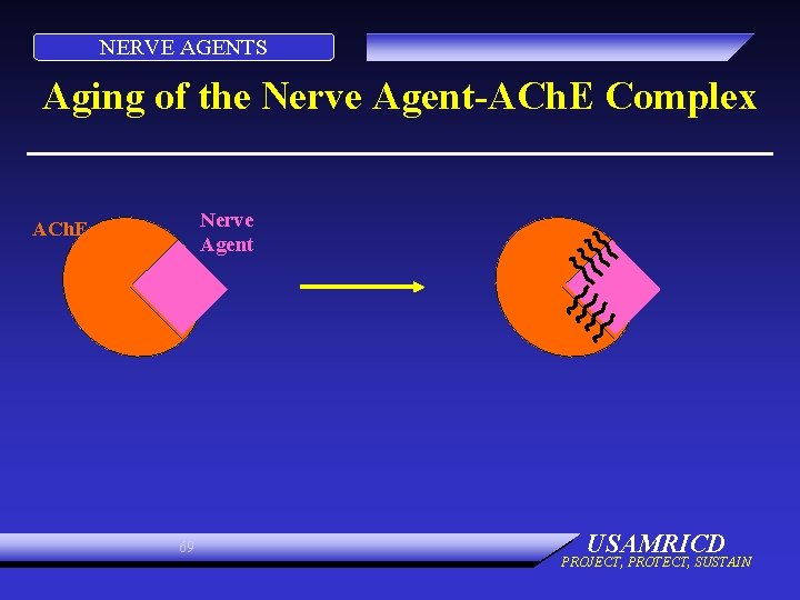 NERVE AGENTS Aging of the Nerve Agent-ACh. E Complex Nerve Agent ACh. E 69