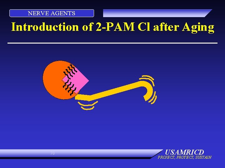 NERVE AGENTS Introduction of 2 -PAM Cl after Aging 70 USAMRICD PROJECT, PROTECT, SUSTAIN