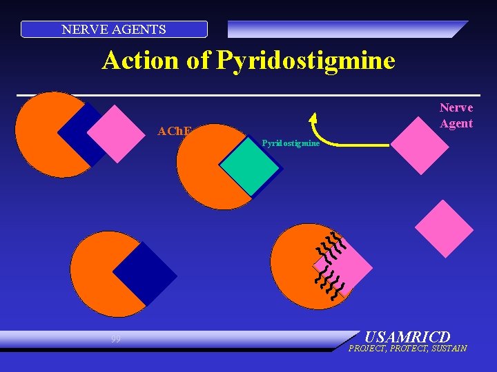 NERVE AGENTS Action of Pyridostigmine Nerve Agent ACh. E Pyridostigmine 99 USAMRICD PROJECT, PROTECT,