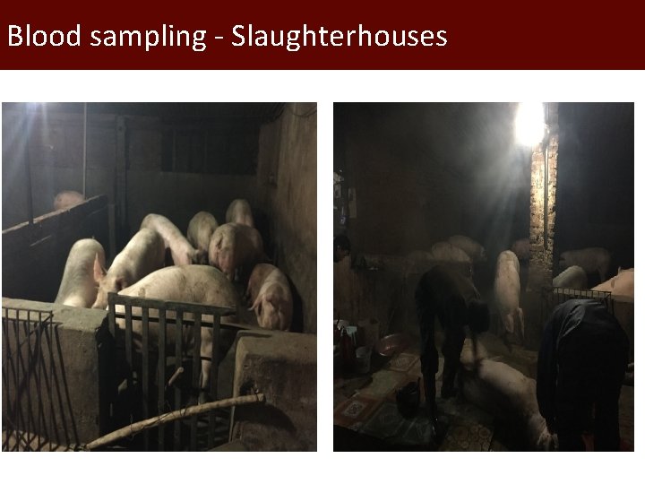 Blood sampling - Slaughterhouses 