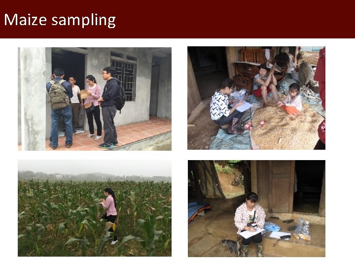 Maize sampling 