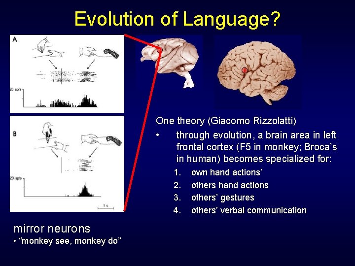 Evolution of Language? One theory (Giacomo Rizzolatti) • through evolution, a brain area in