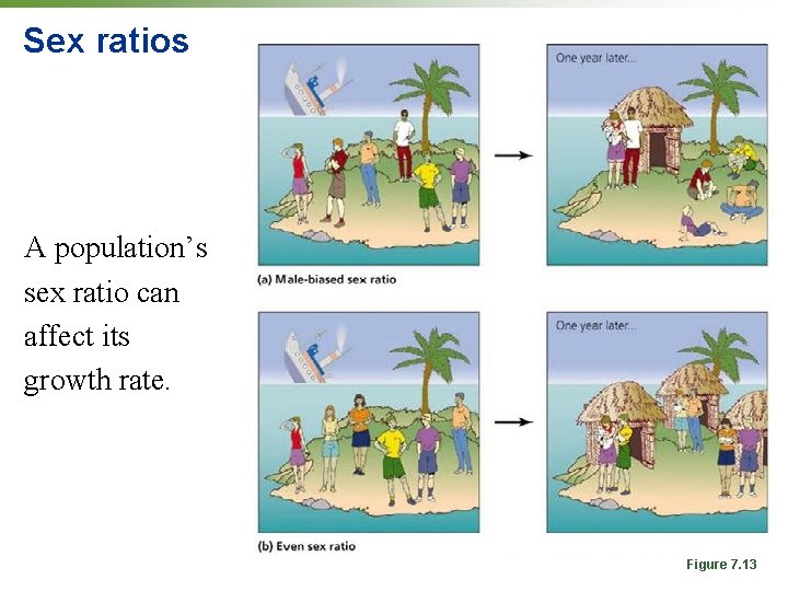 Sex ratios A population’s sex ratio can affect its growth rate. Figure 7. 13 Sex ratios A population’s sex ratio can affect its growth rate. Figure 7. 13