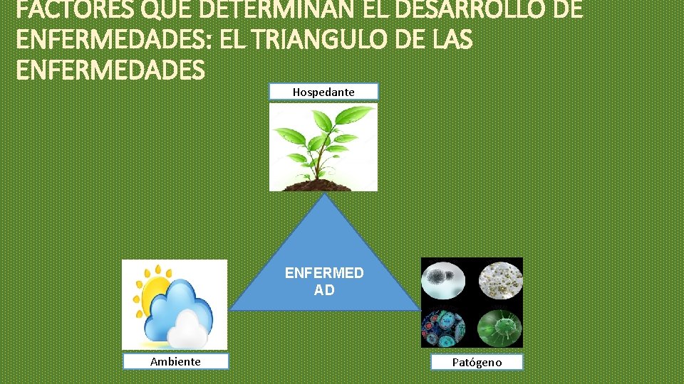FACTORES QUE DETERMINAN EL DESARROLLO DE ENFERMEDADES: EL TRIANGULO DE LAS ENFERMEDADES Hospedante ENFERMED FACTORES QUE DETERMINAN EL DESARROLLO DE ENFERMEDADES: EL TRIANGULO DE LAS ENFERMEDADES Hospedante ENFERMED