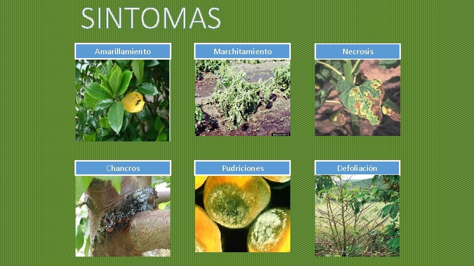 SINTOMAS Amarillamiento Marchitamiento Necrosis Chancros Pudriciones Defoliación SINTOMAS Amarillamiento Marchitamiento Necrosis Chancros Pudriciones Defoliación