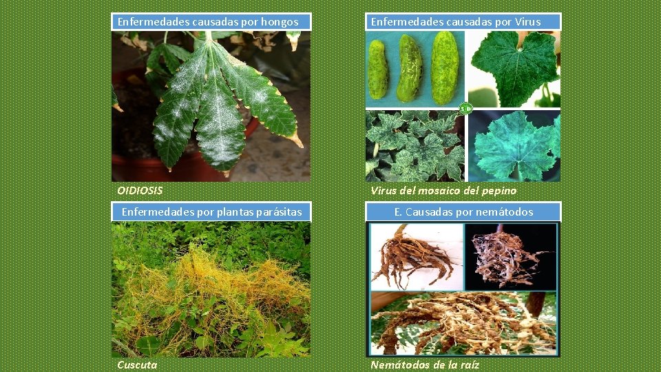 Enfermedades causadas por hongos Enfermedades causadas por Virus OIDIOSIS Virus del mosaico del pepino Enfermedades causadas por hongos Enfermedades causadas por Virus OIDIOSIS Virus del mosaico del pepino