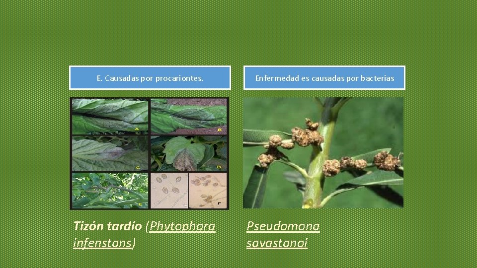 E. Causadas por procariontes. Tizón tardío (Phytophora infenstans) Enfermedad es causadas por bacterias Pseudomona E. Causadas por procariontes. Tizón tardío (Phytophora infenstans) Enfermedad es causadas por bacterias Pseudomona