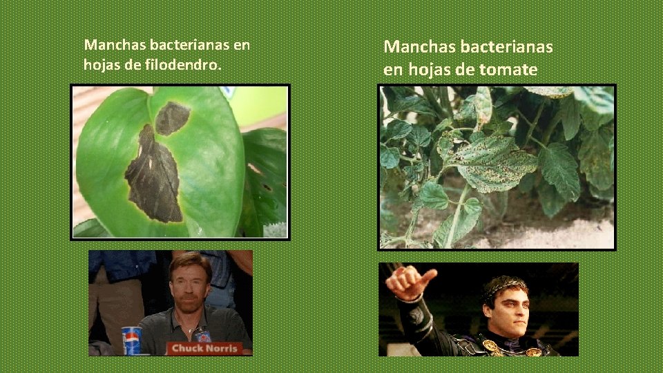 Manchas bacterianas en hojas de filodendro. Manchas bacterianas en hojas de tomate Manchas bacterianas en hojas de filodendro. Manchas bacterianas en hojas de tomate