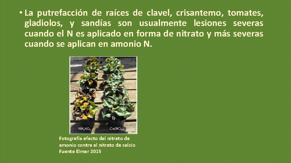 • La putrefacción de raíces de clavel, crisantemo, tomates, gladiolos, y sandías son • La putrefacción de raíces de clavel, crisantemo, tomates, gladiolos, y sandías son