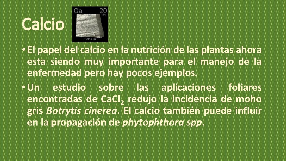 Calcio • El papel del calcio en la nutrición de las plantas ahora esta Calcio • El papel del calcio en la nutrición de las plantas ahora esta