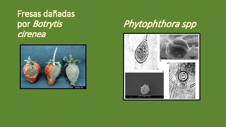 Fresas dañadas por Botrytis cirenea Phytophthora spp Fresas dañadas por Botrytis cirenea Phytophthora spp