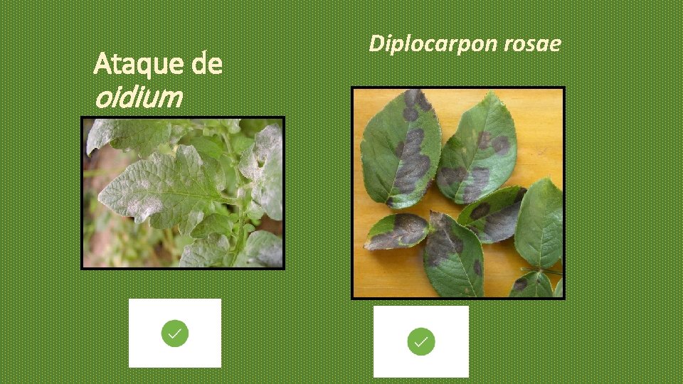 Ataque de oidium Diplocarpon rosae Ataque de oidium Diplocarpon rosae