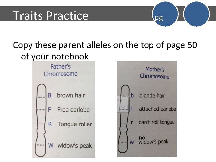 Traits Practice pg Copy these parent alleles on the top of page 50 of