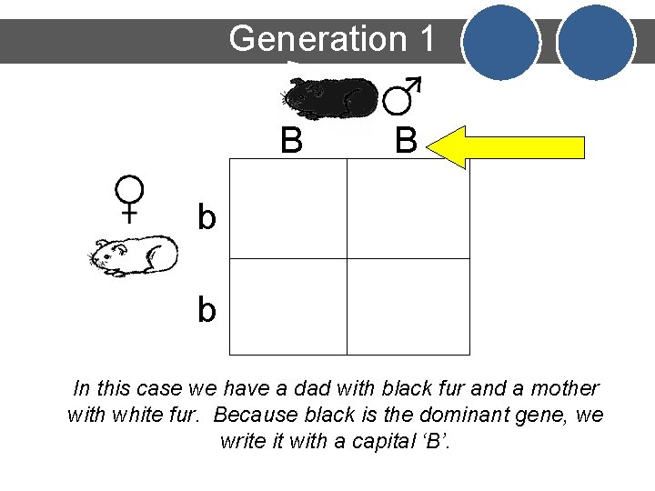 Generation 1 B B b b In this case we have a dad with