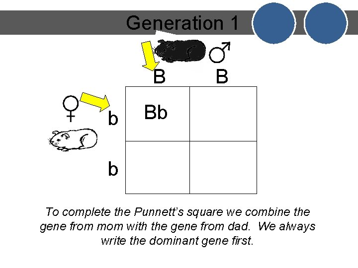 Generation 1 B b B Bb b To complete the Punnett’s square we combine