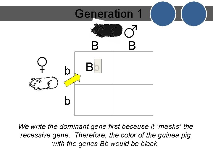 Generation 1 B b B Bb b We write the dominant gene first because