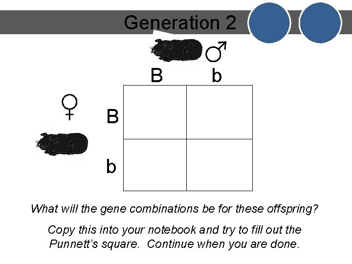 Generation 2 B b What will the gene combinations be for these offspring? Copy