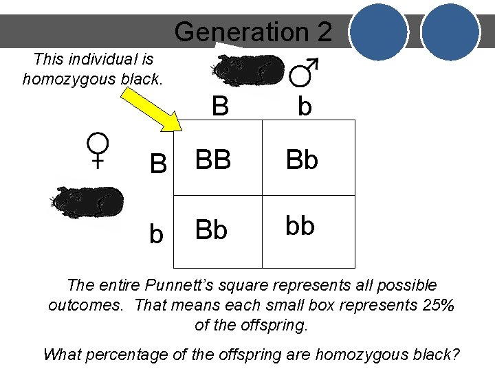 Generation 2 This individual is homozygous black. B b B BB Bb Bb bb