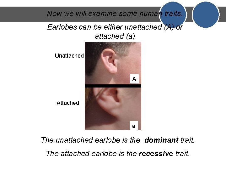 Now we will examine some human traits. Earlobes can be either unattached (A) or