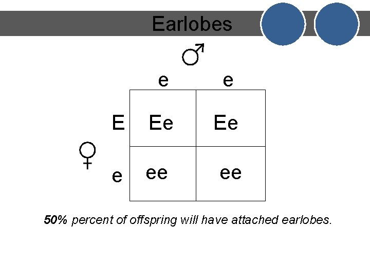 Earlobes e e E Ee Ee e ee ee 50% percent of offspring will