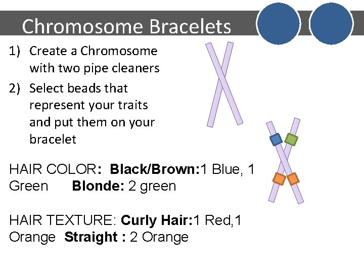 Chromosome Bracelets 1) Create a Chromosome with two pipe cleaners 2) Select beads that