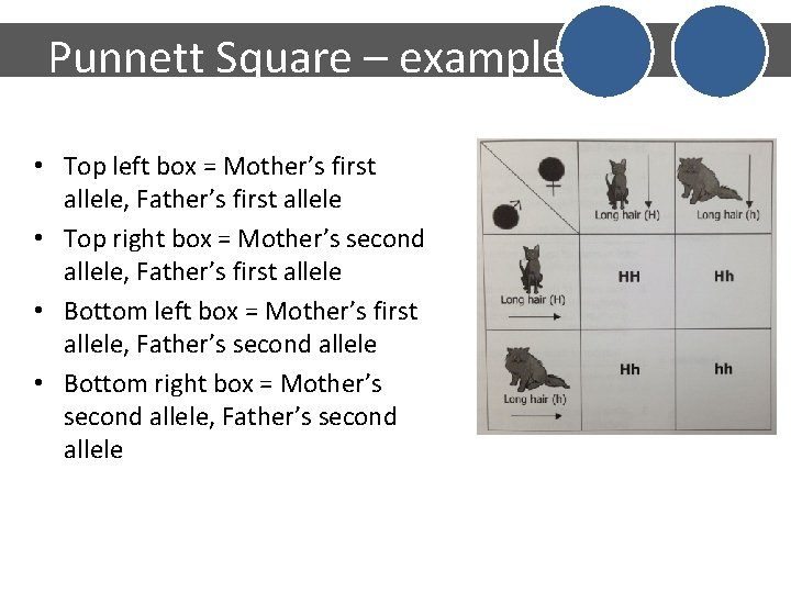 Punnett Square – example • Top left box = Mother’s first allele, Father’s first
