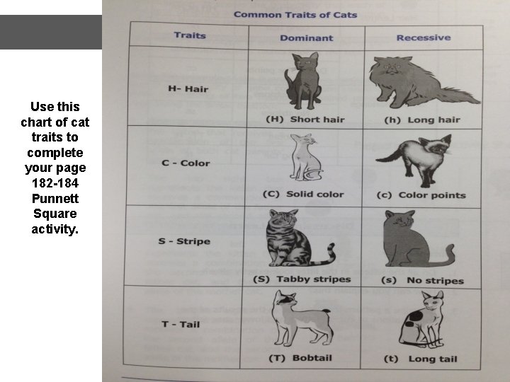 Use this chart of cat traits to complete your page 182 -184 Punnett Square