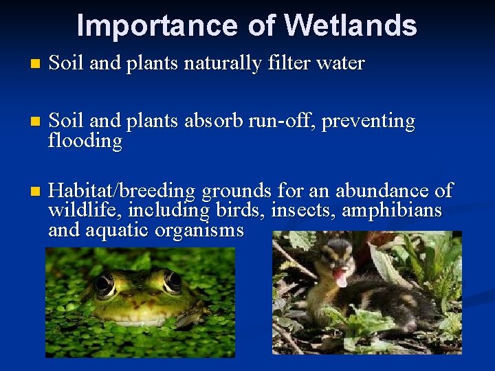 Importance of Wetlands n Soil and plants naturally filter water n Soil and plants