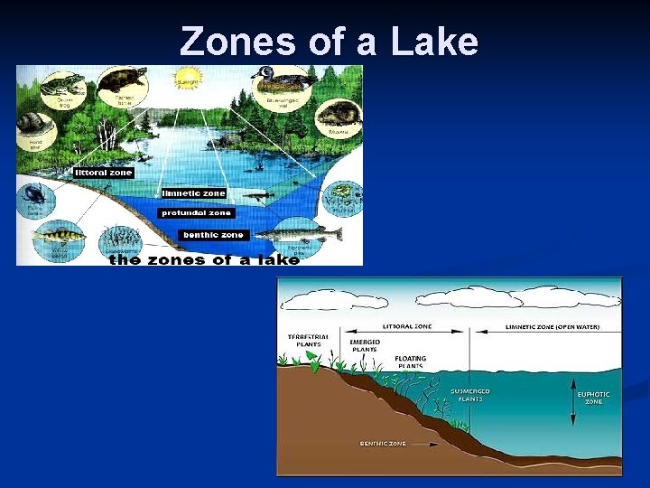 Zones of a Lake 