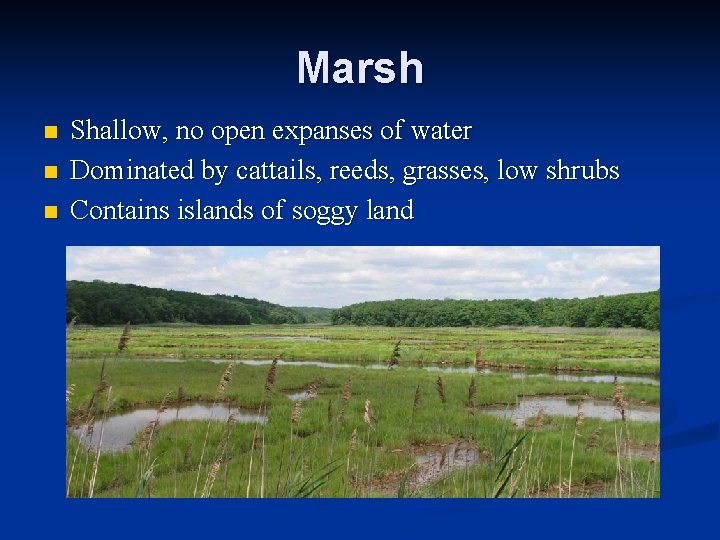 Marsh n n n Shallow, no open expanses of water Dominated by cattails, reeds,
