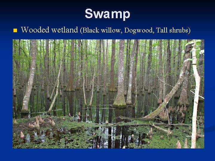 Swamp n Wooded wetland (Black willow, Dogwood, Tall shrubs) 