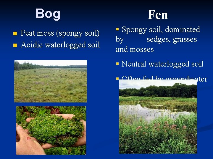 Bog n n Peat moss (spongy soil) Acidic waterlogged soil Fen § Spongy soil,