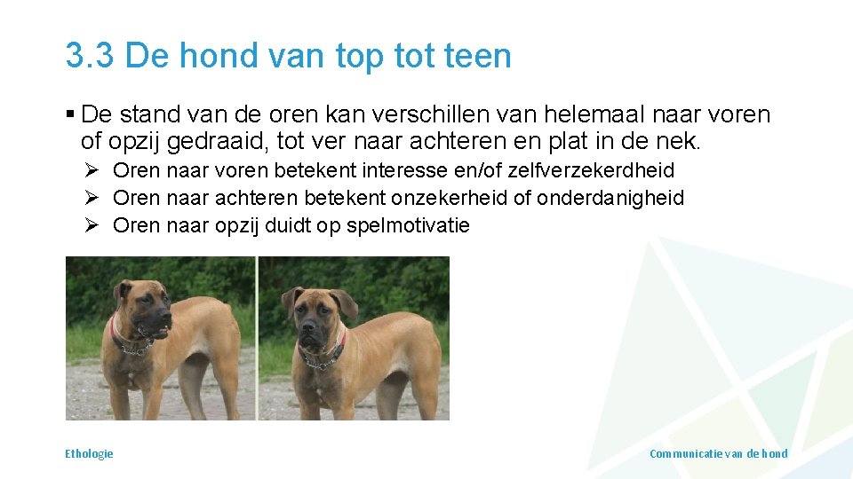 3. 3 De hond van top tot teen § De stand van de oren