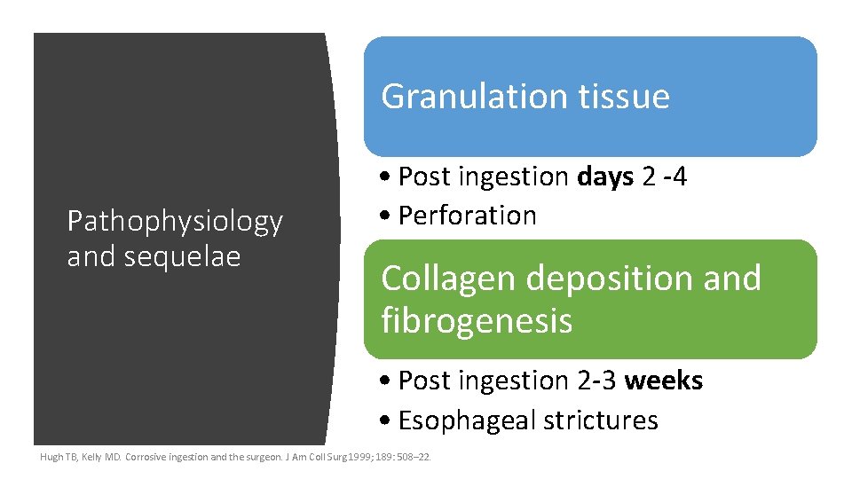 Granulation tissue Pathophysiology and sequelae • Post ingestion days 2 -4 • Perforation Collagen
