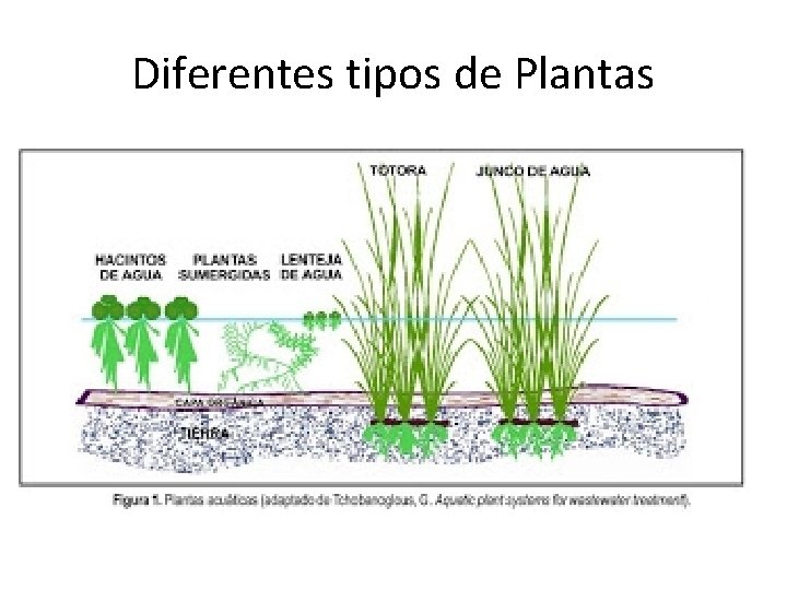 Diferentes tipos de Plantas 