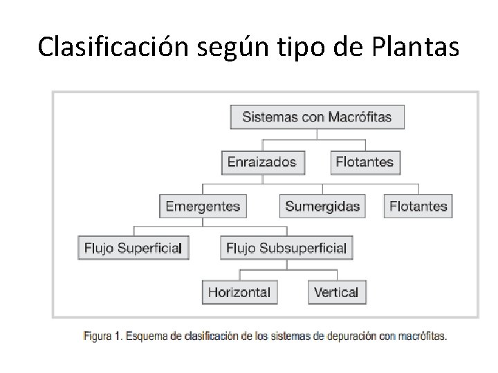 Clasificación según tipo de Plantas 