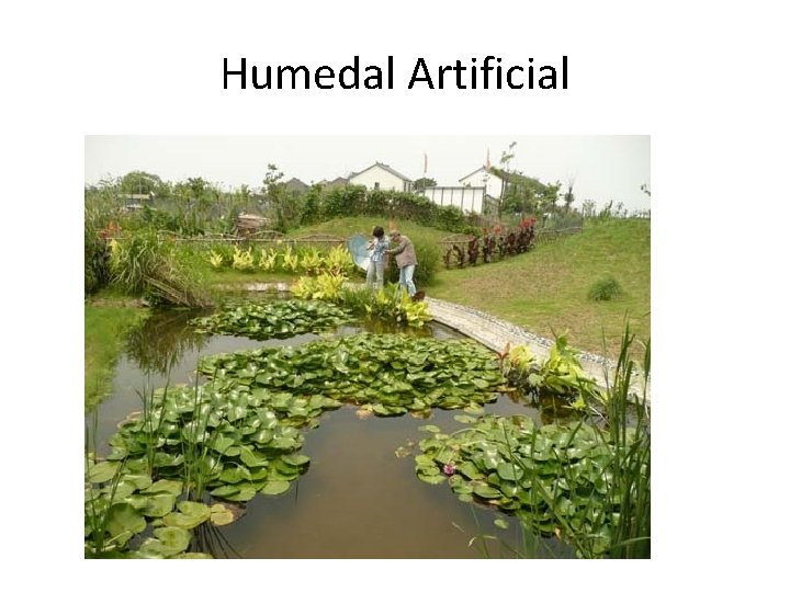 Humedal Artificial 