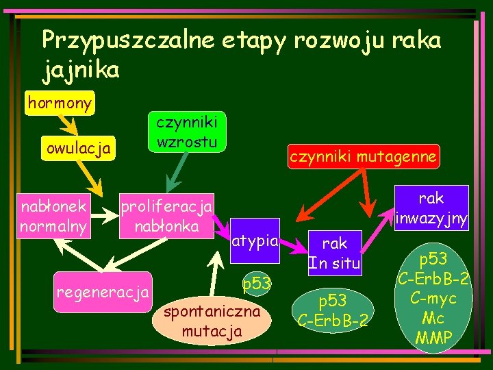 Przypuszczalne etapy rozwoju raka jajnika hormony czynniki wzrostu owulacja nabłonek normalny proliferacja nabłonka regeneracja