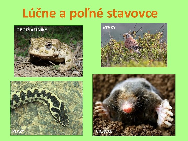 Lúčne a poľné stavovce OBOJŽIVELNÍKY PLAZY VTÁKY CICAVCE 