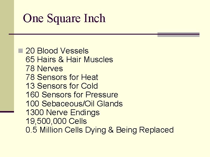 One Square Inch n 20 Blood Vessels 65 Hairs & Hair Muscles 78 Nerves