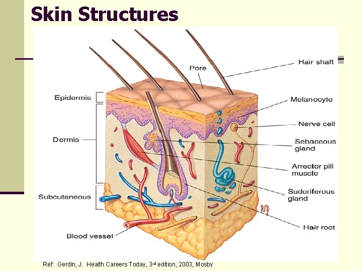 Skin Structures Ref: Gerdin, J. Health Careers Today, 3 rd edition, 2003, Mosby 