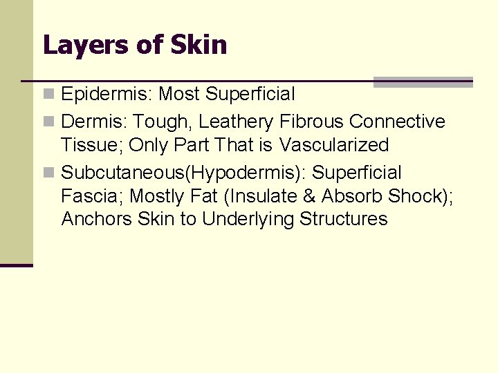 Layers of Skin n Epidermis: Most Superficial n Dermis: Tough, Leathery Fibrous Connective Tissue;