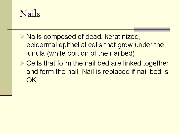 Nails Ø Nails composed of dead, keratinized, epidermal epithelial cells that grow under the