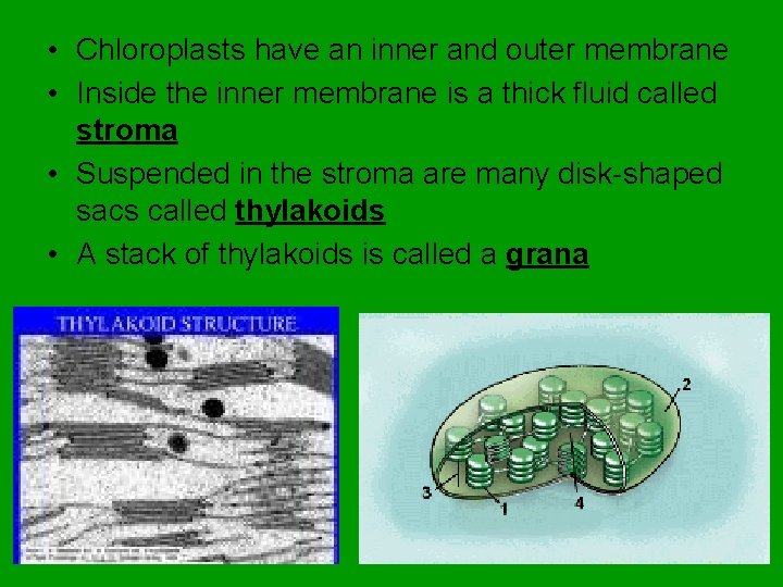  • Chloroplasts have an inner and outer membrane • Inside the inner membrane