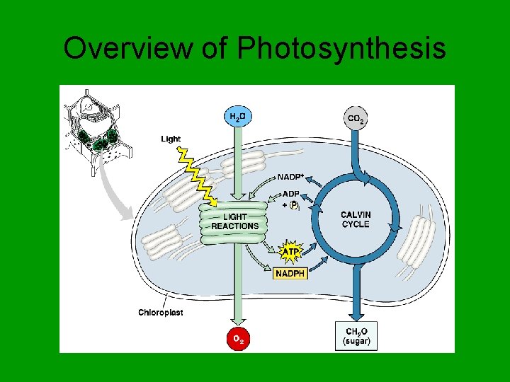 Overview of Photosynthesis 