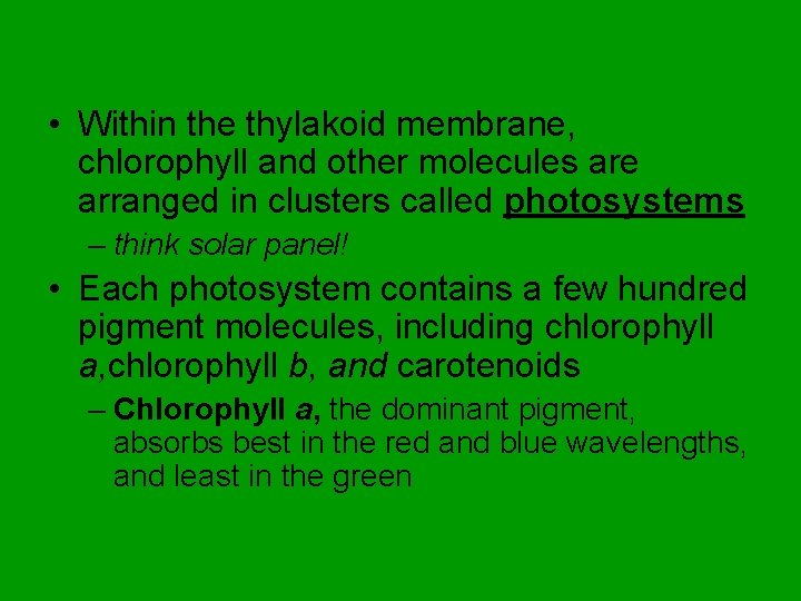  • Within the thylakoid membrane, chlorophyll and other molecules are arranged in clusters