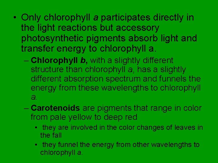  • Only chlorophyll a participates directly in the light reactions but accessory photosynthetic
