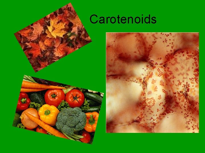 Carotenoids 