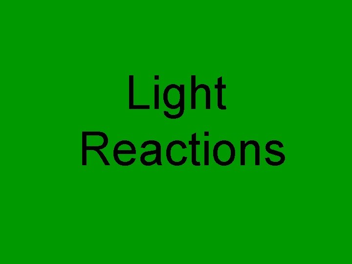 Light Reactions 