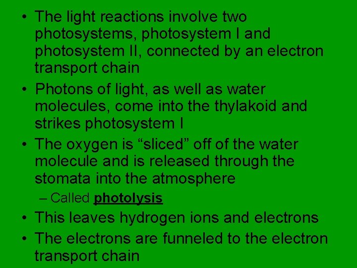  • The light reactions involve two photosystems, photosystem I and photosystem II, connected